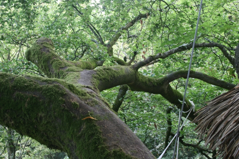 pose sur la branche du htre...