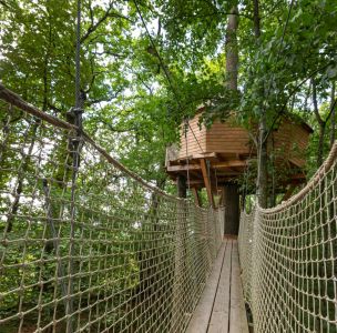 Cabane Monkey Tree Image