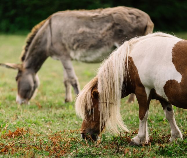 Profitez de nombreuses activit&eacute;s &eacute;questres lors de votre s&eacute;jour insolite dans le Perche
